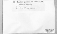 Image of Umbilicaria spodochroa